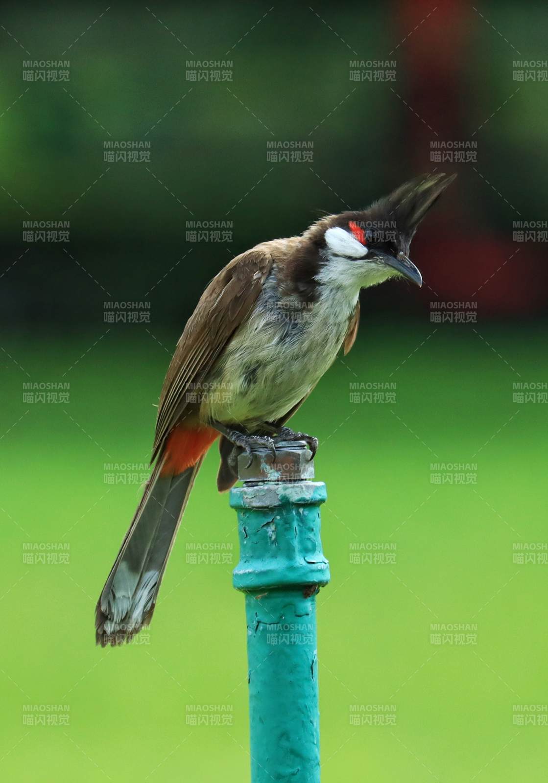 红耳鹎栖息于绿杆上图片