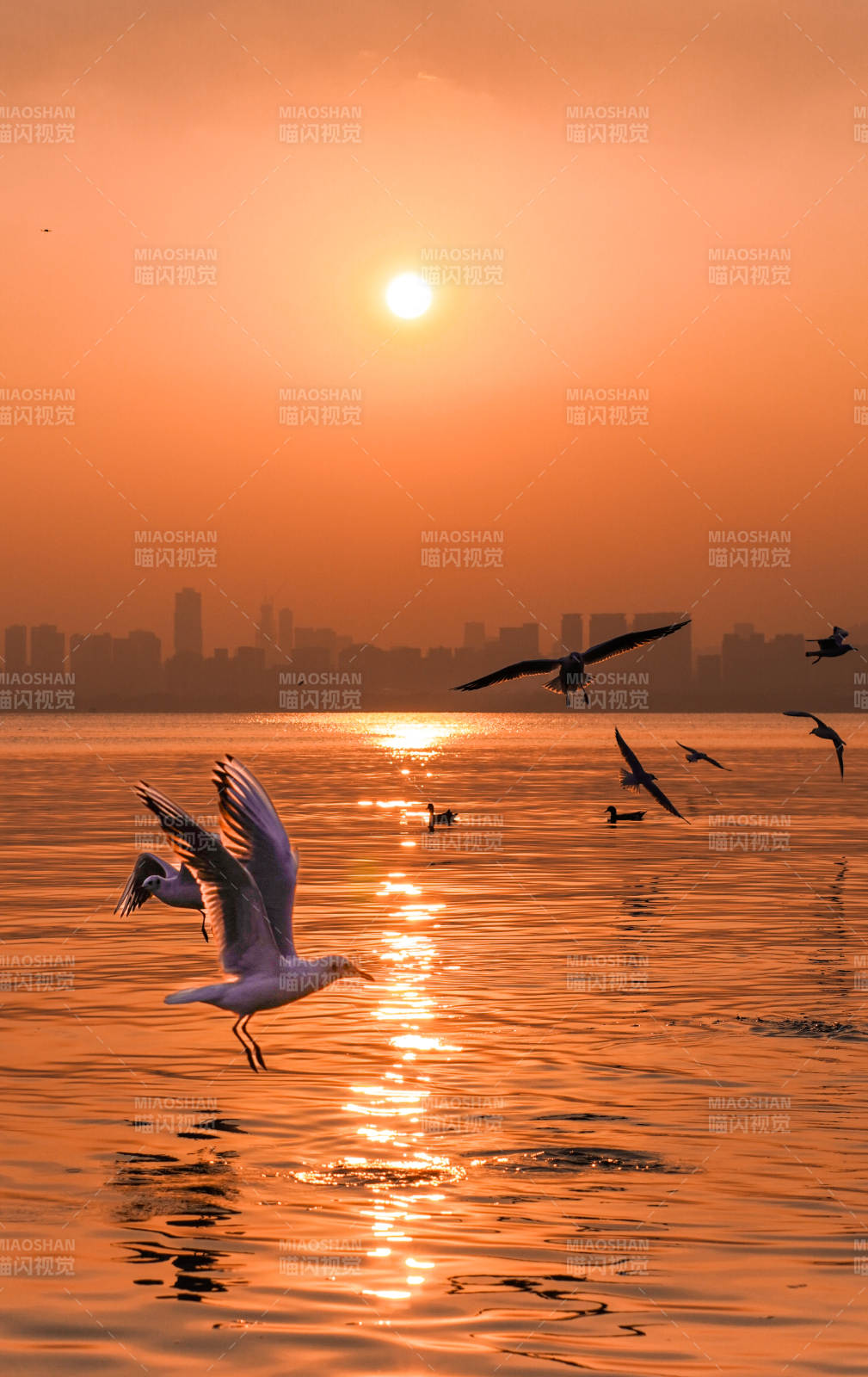 夕阳下的海鸥飞翔图片