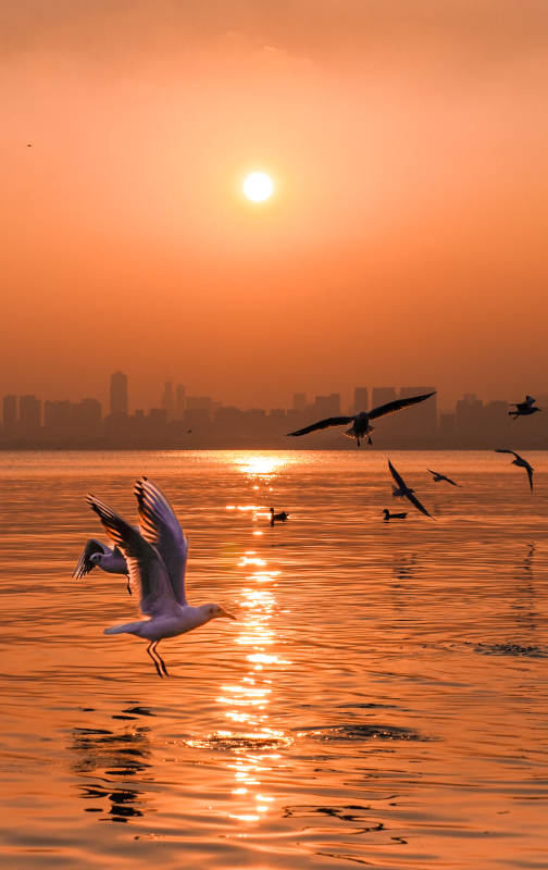 夕阳下的海鸥飞翔图片
