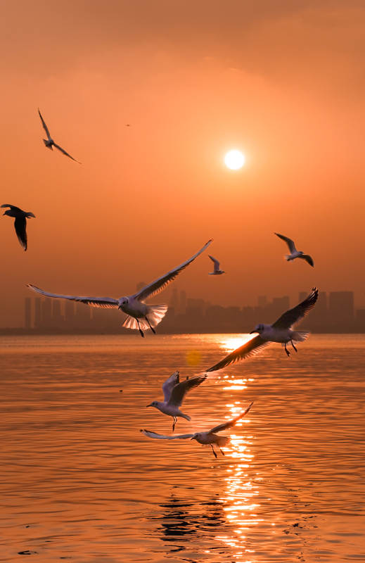 夕阳下的飞鸟剪影图片