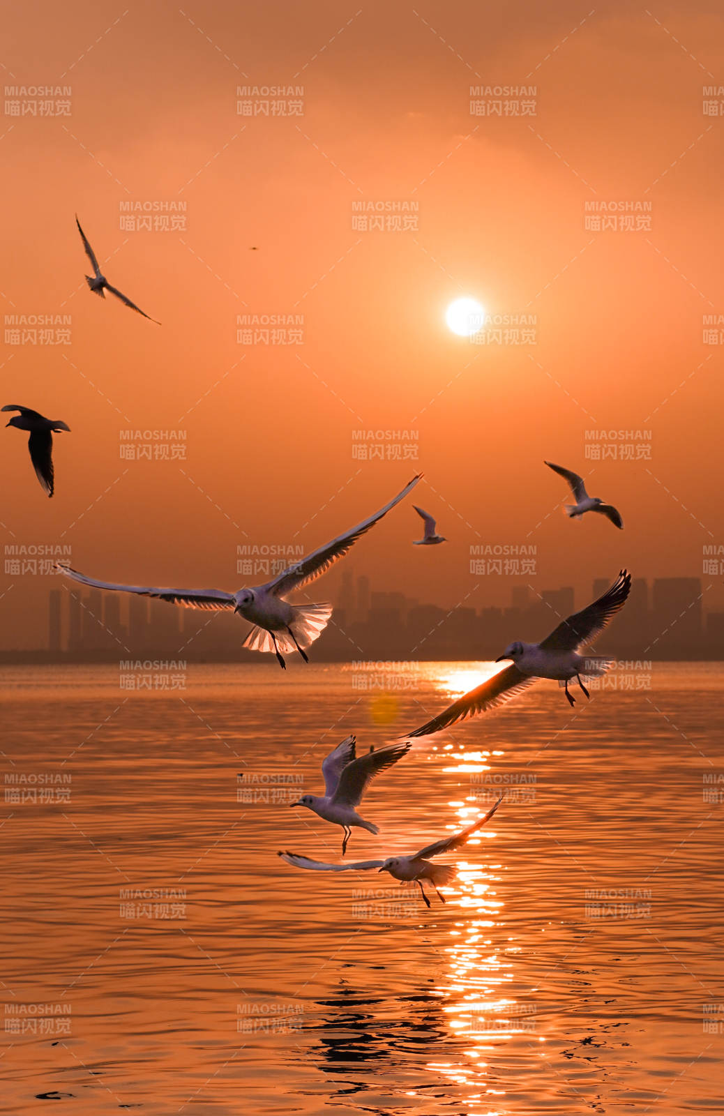 夕阳下的飞鸟剪影图片