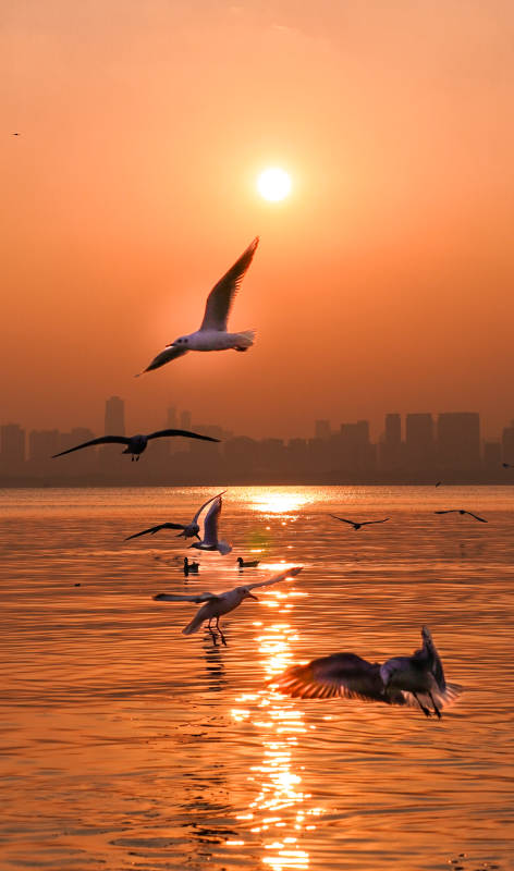 夕阳海鸥飞 城市剪影美图片