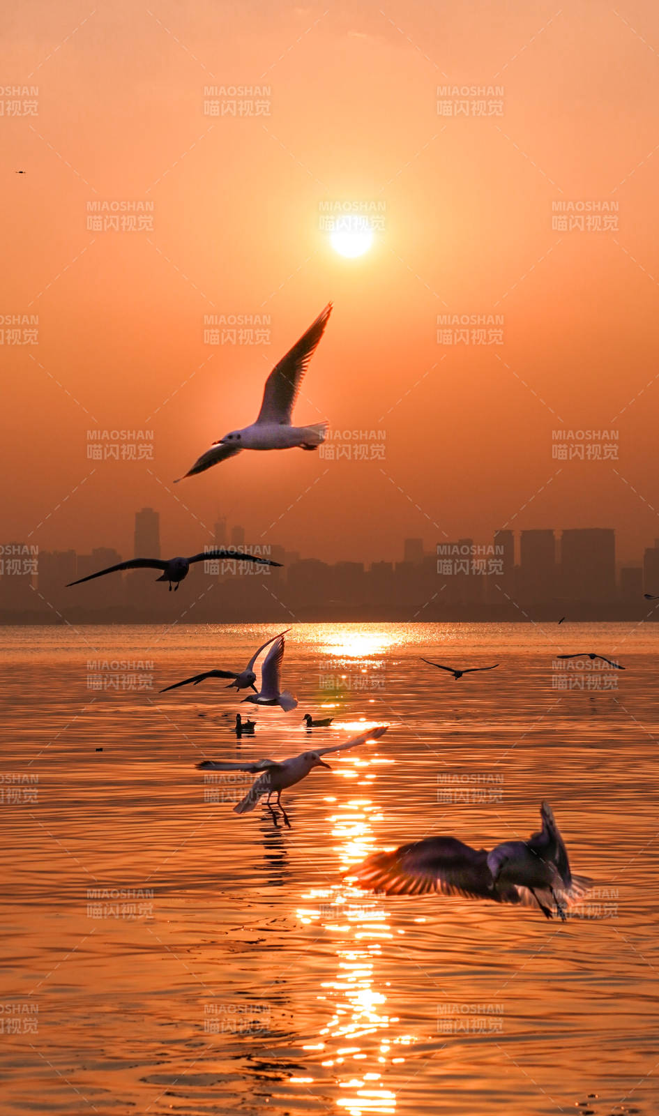 夕阳海鸥飞 城市剪影美图片