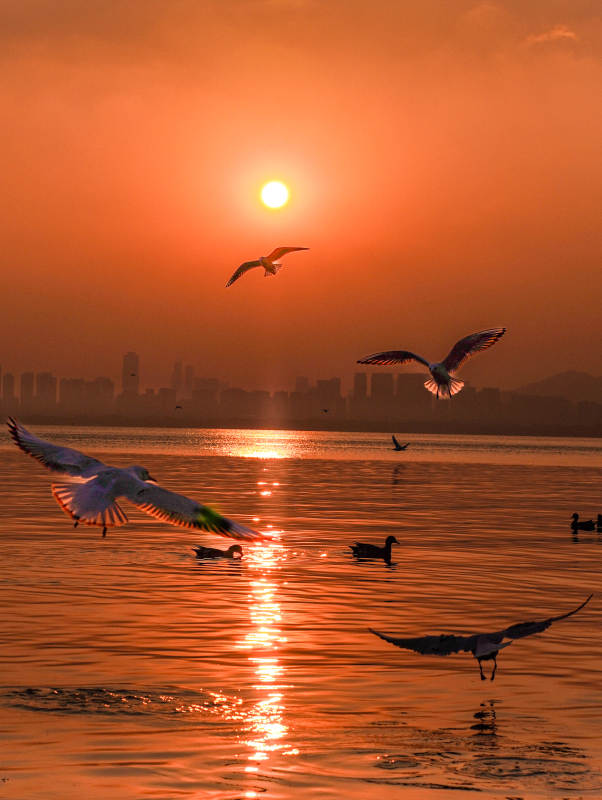 夕阳湖畔飞鸟归巢图片