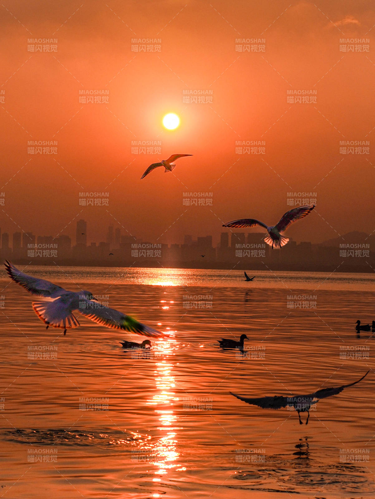 夕阳湖畔飞鸟归巢图片