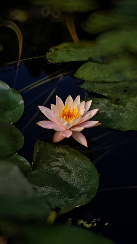 池中莲花静谧绽放图片