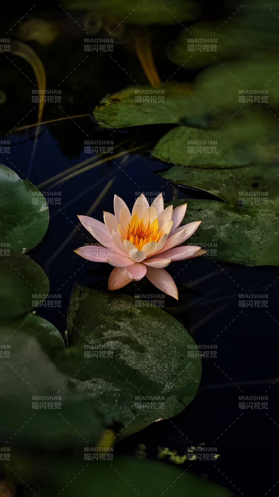 池中莲花静谧绽放图片