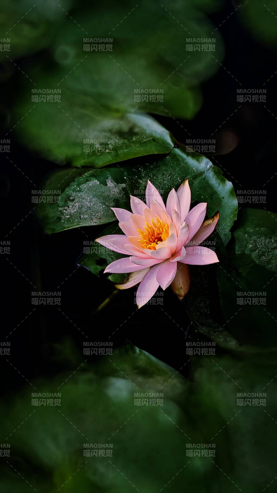 静谧池塘中的粉色莲花图片