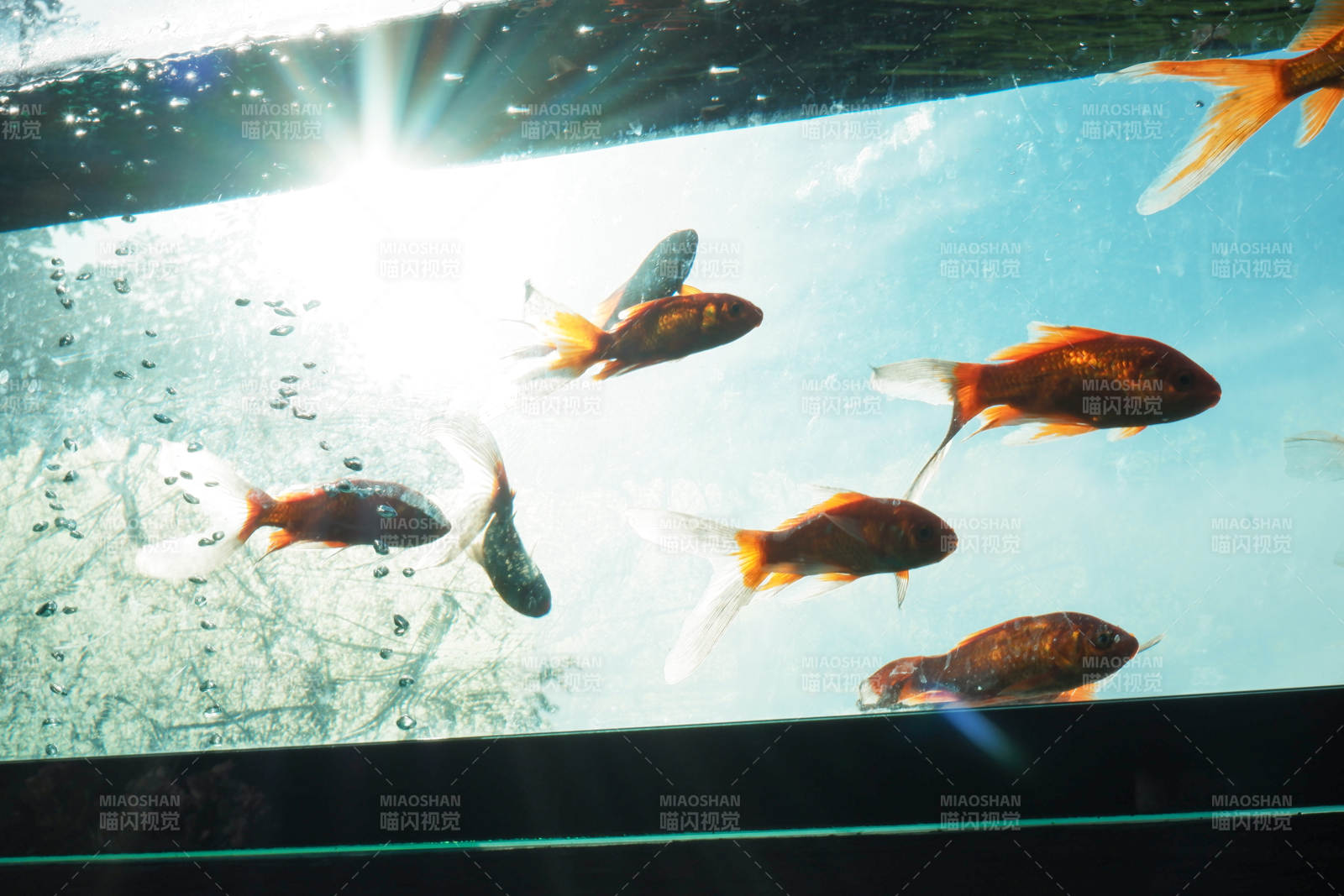 阳光下的金鱼游动图片