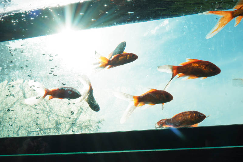 阳光下的金鱼游动图片