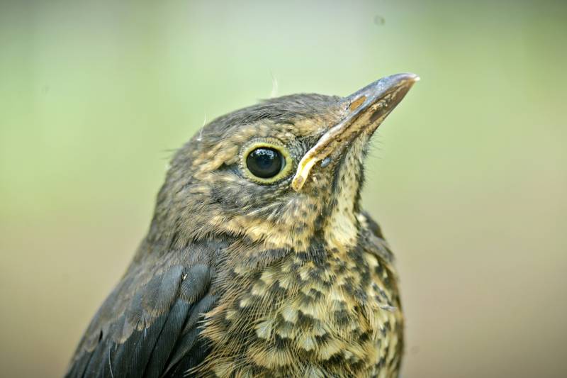 小鸟特写 好奇的眼神图片