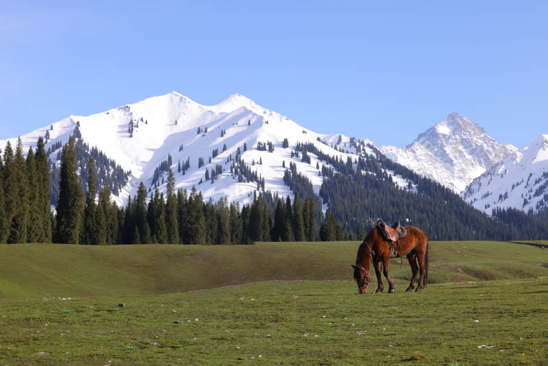雪山下的马儿图片