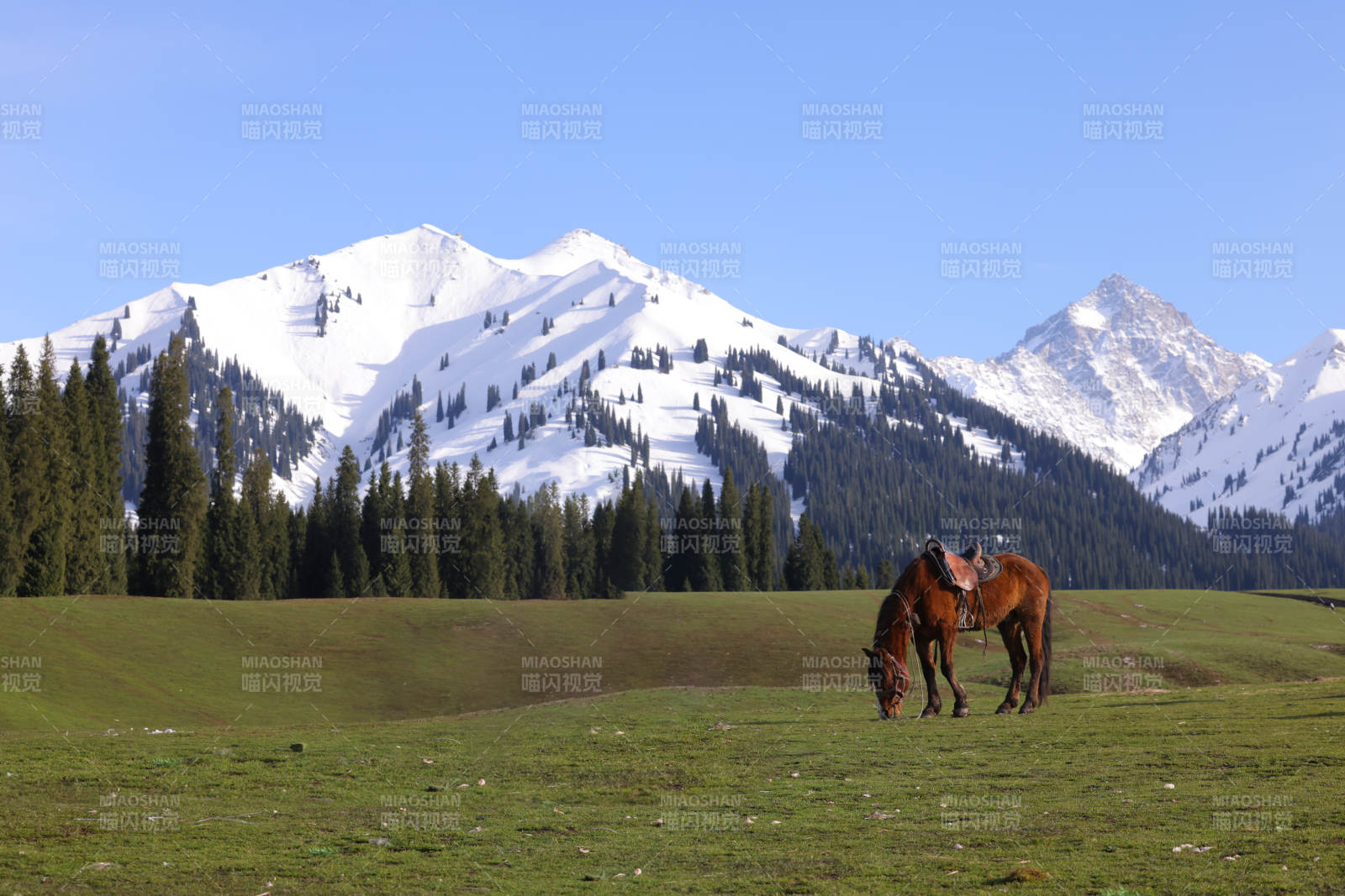 雪山下的马儿图片