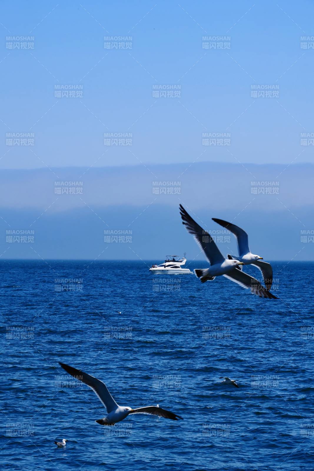 海鸥翱翔 远山蓝海图片