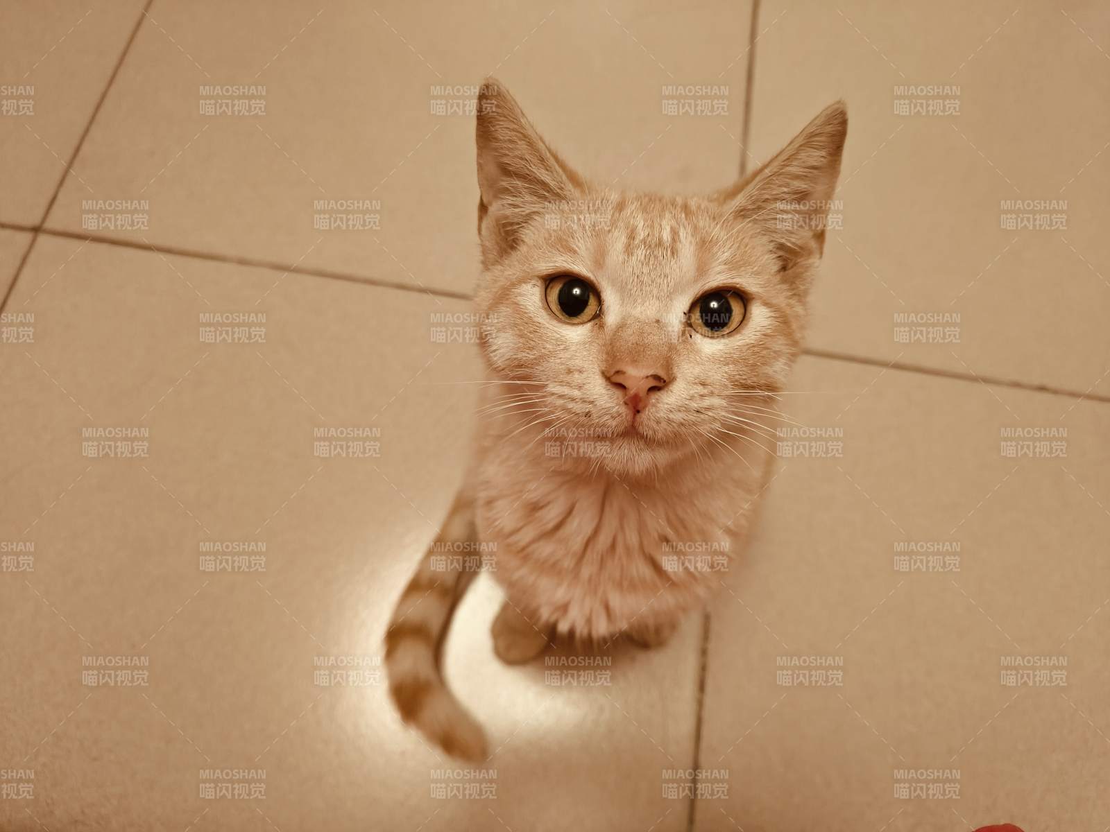 小猫抬头望 萌态十足图片