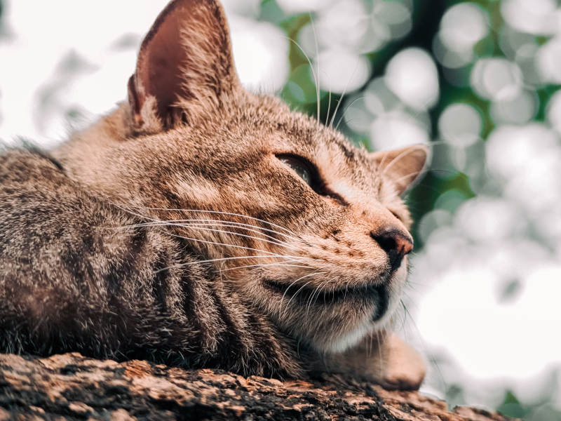 悠闲的猫咪时光图片