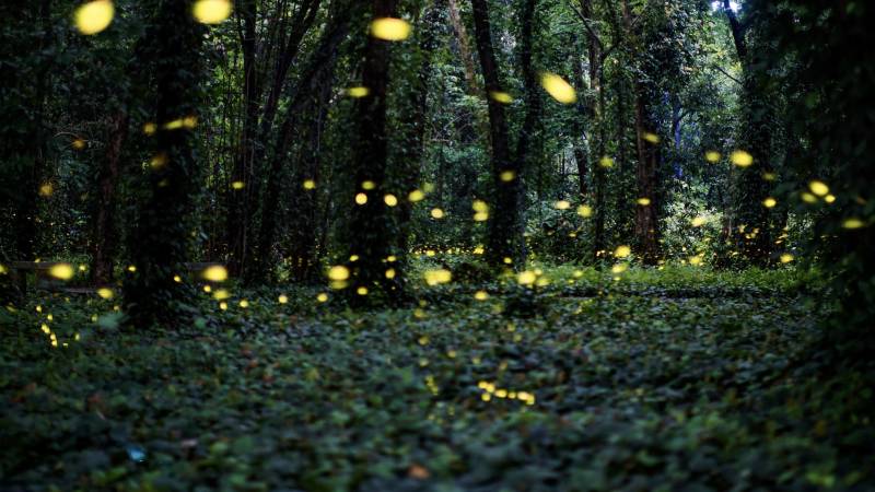 萤火虫在森林中飞舞图片