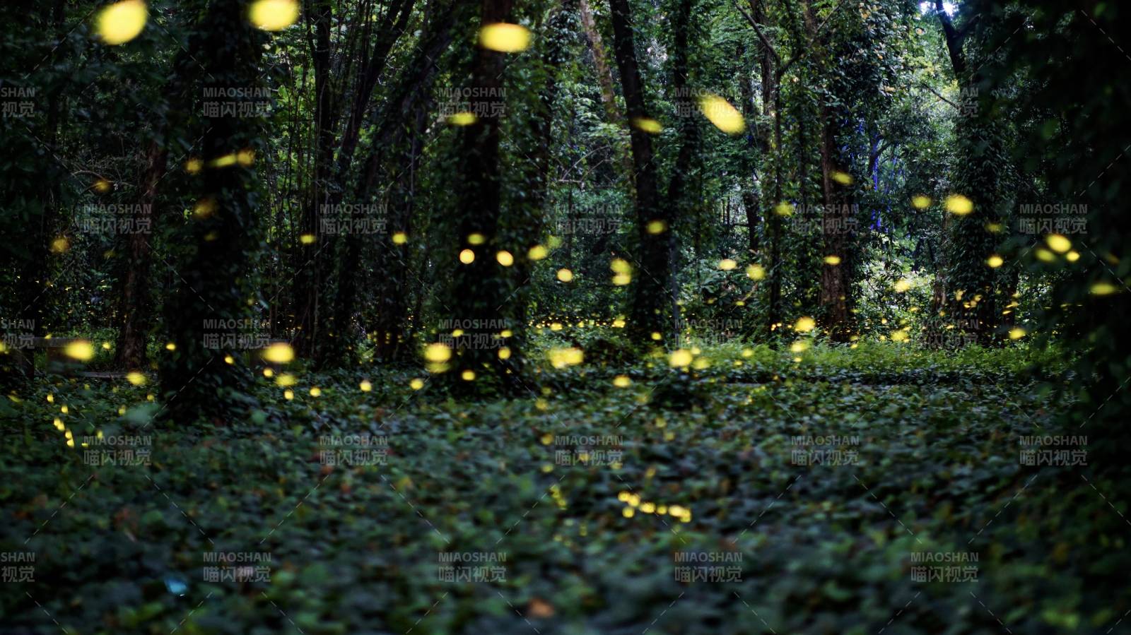 萤火虫在森林中飞舞图片