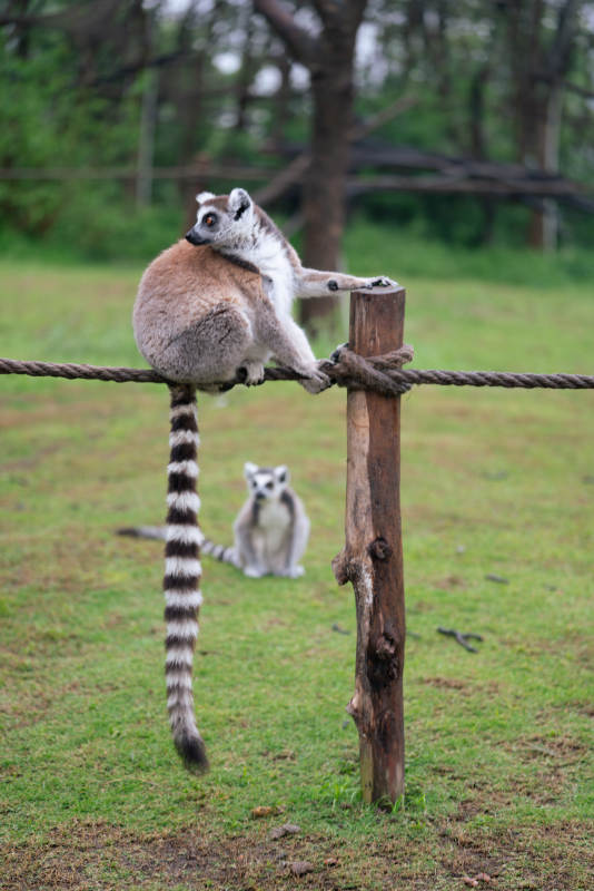 狐猴悠闲坐绳上图片