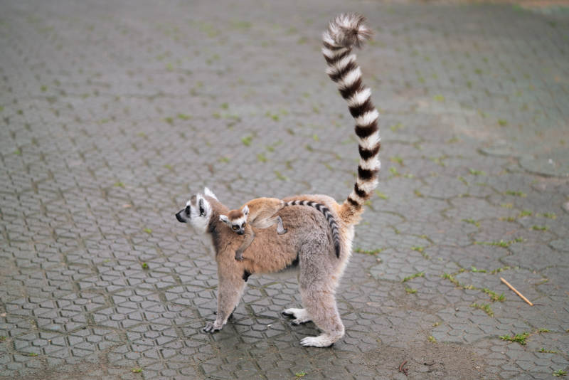 环尾狐猴背上的小宝贝图片