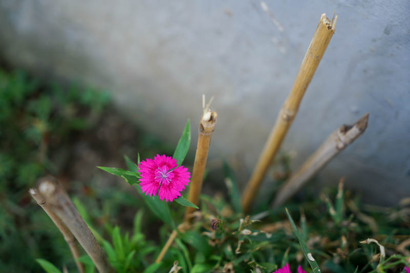 竹枝旁的粉红小花图片
