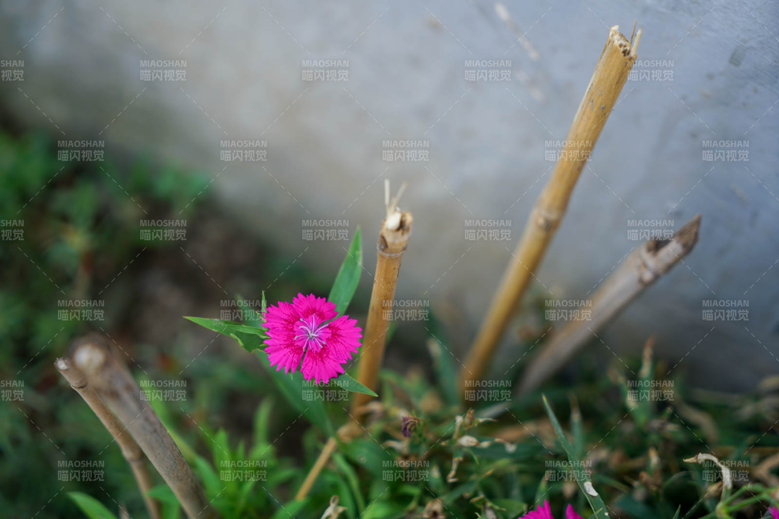 竹枝旁的粉红小花图片