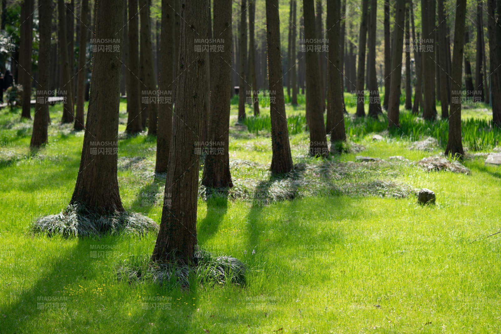 阳光下的森林草地图片