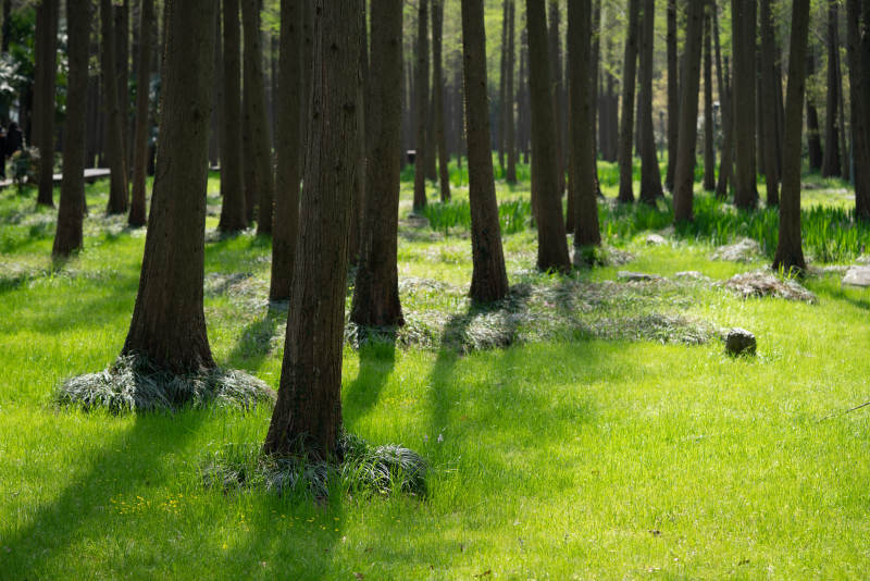 阳光下的森林草地图片
