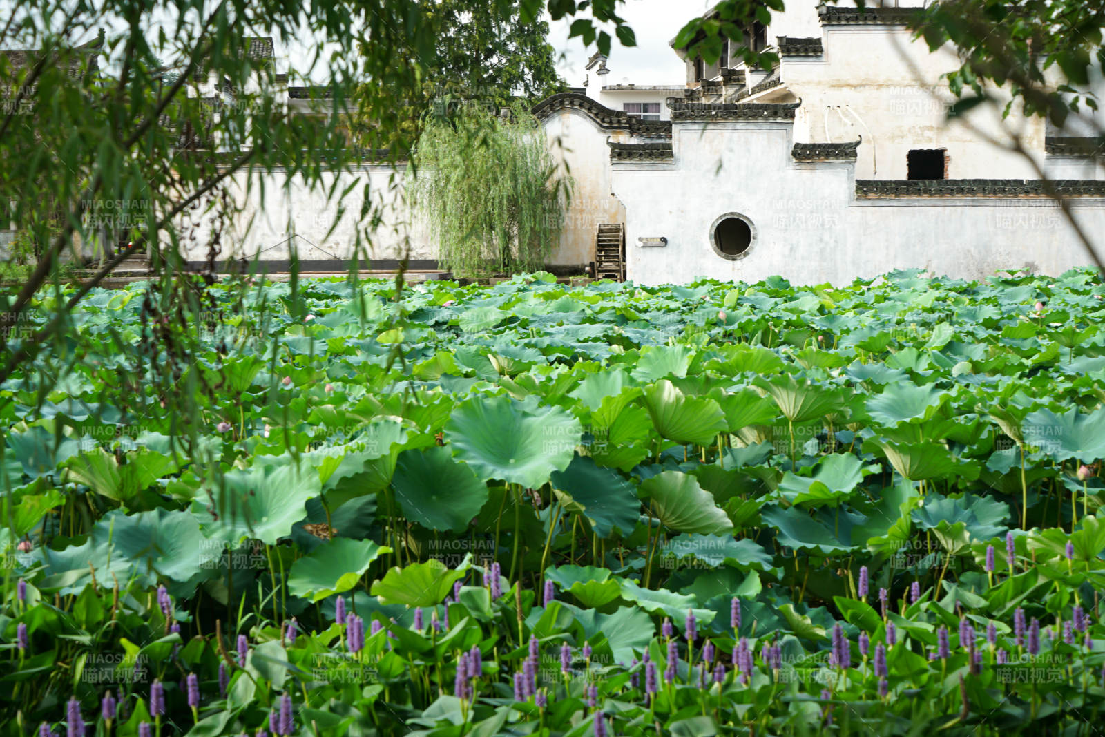 荷塘古宅 绿意盎然图片
