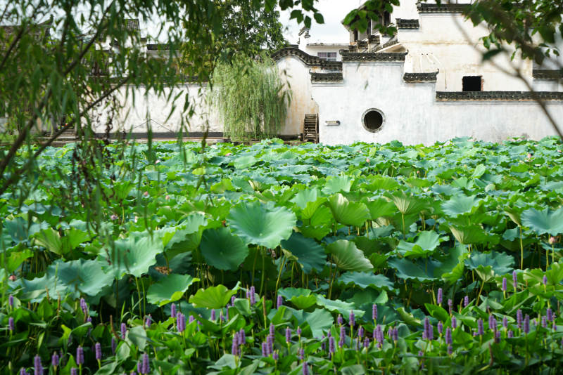荷塘古宅 绿意盎然图片