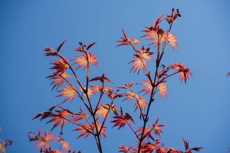 红叶映蓝天 秋意浓情图片