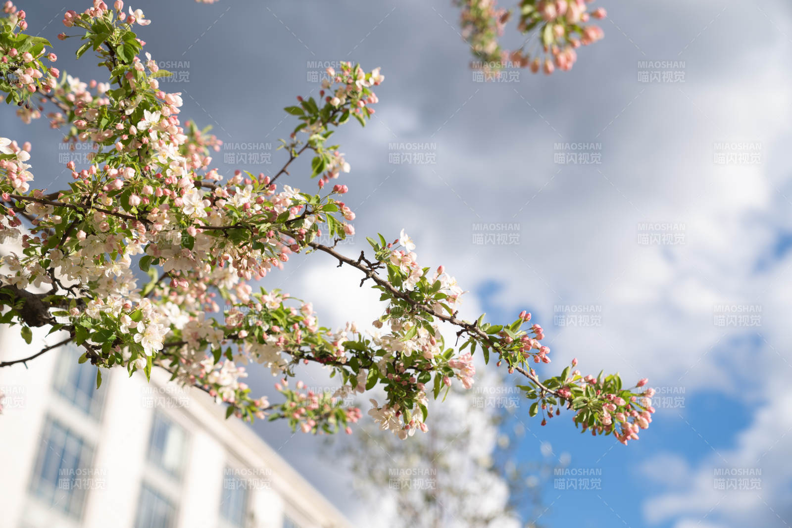 春日花开 蓝天映衬图片
