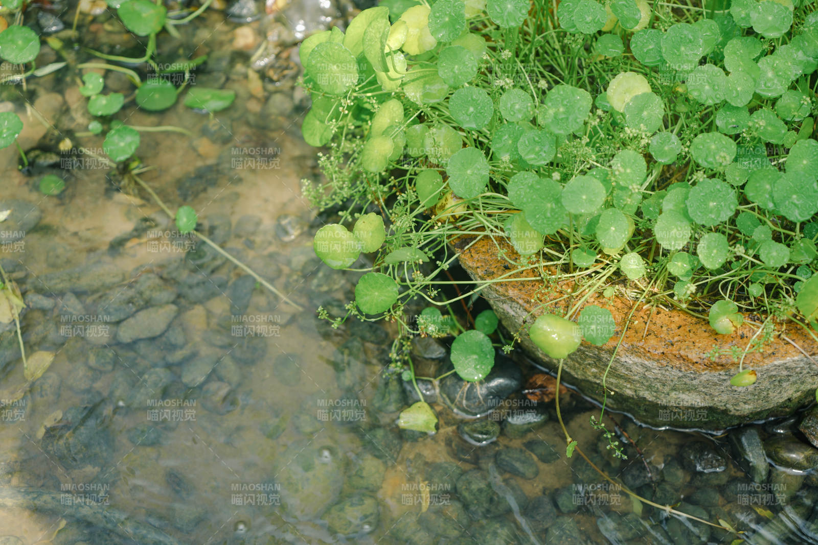 水边绿植与石盆景致图片