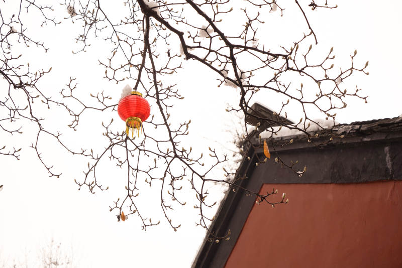 冬日枝头红灯笼图片