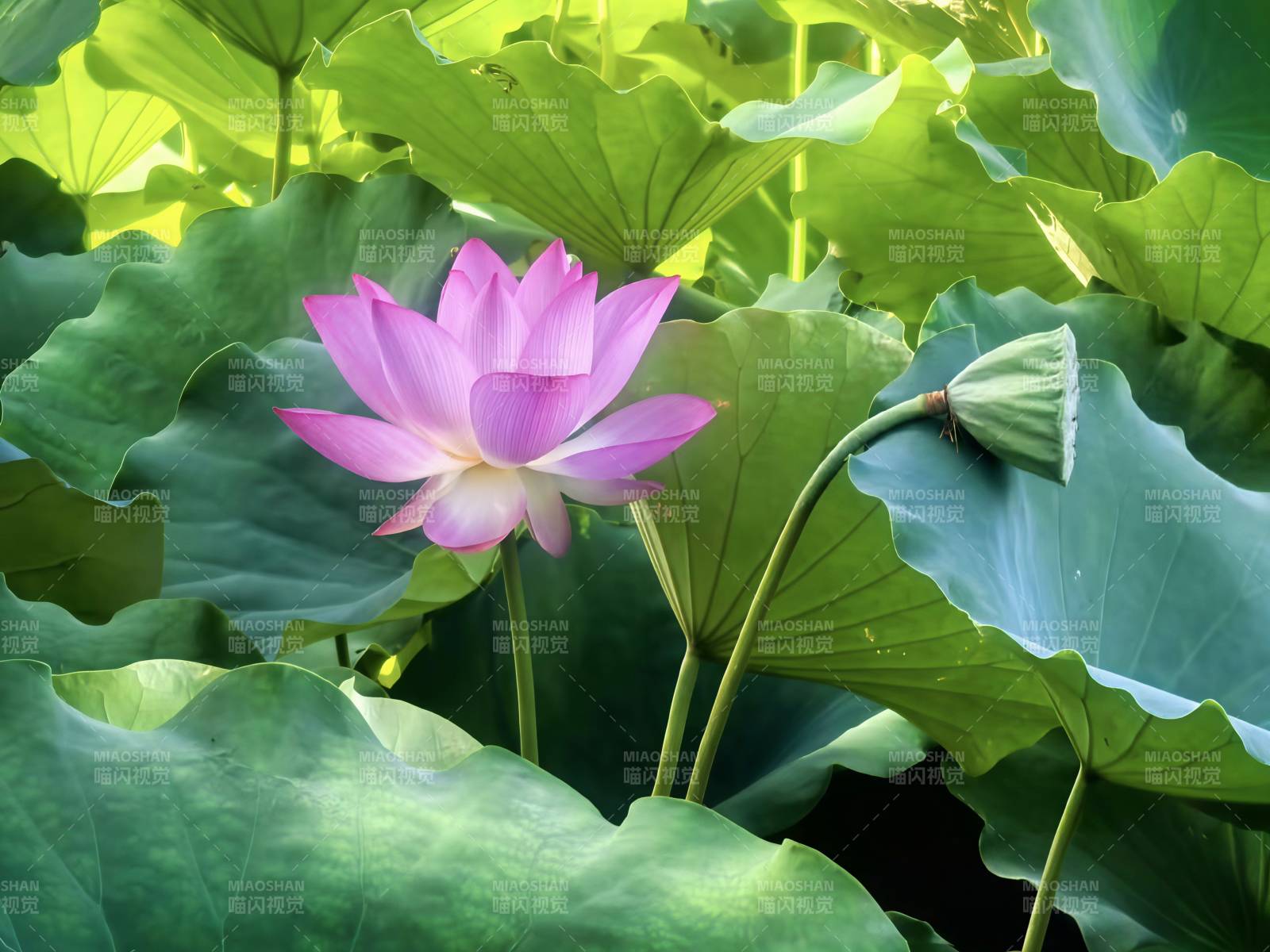 莲花绽放 绿叶相伴图片