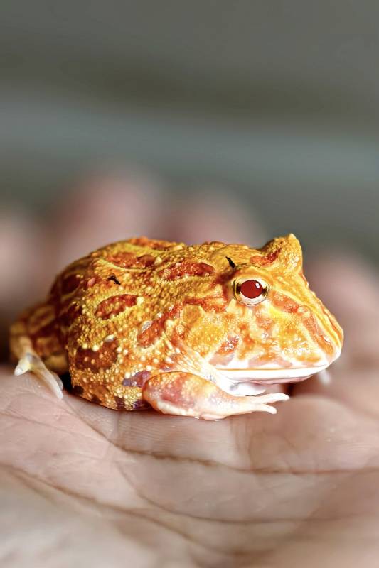 手捧橙色角蛙特写图片
