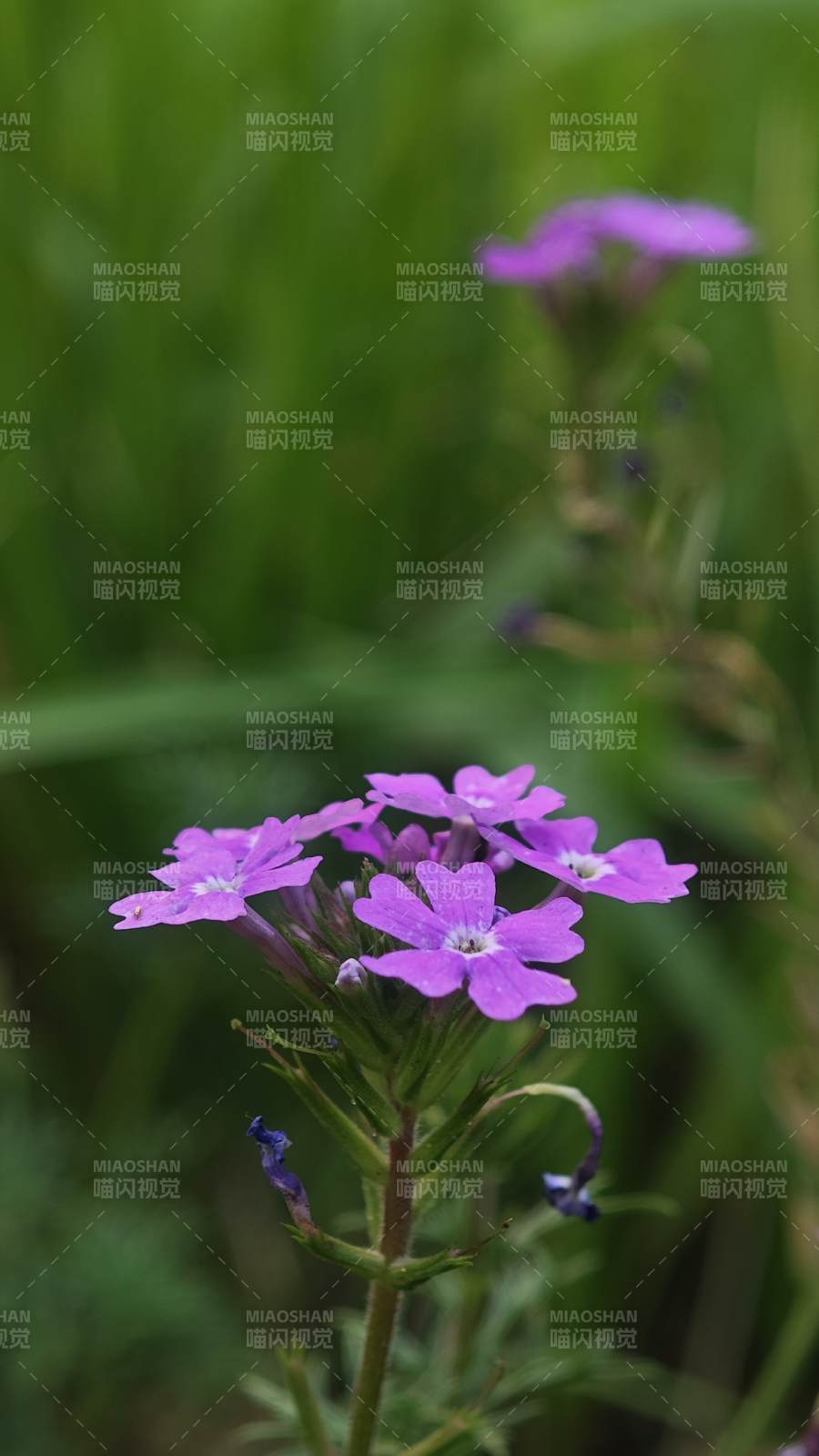 紫色小花在绿草中绽放图片