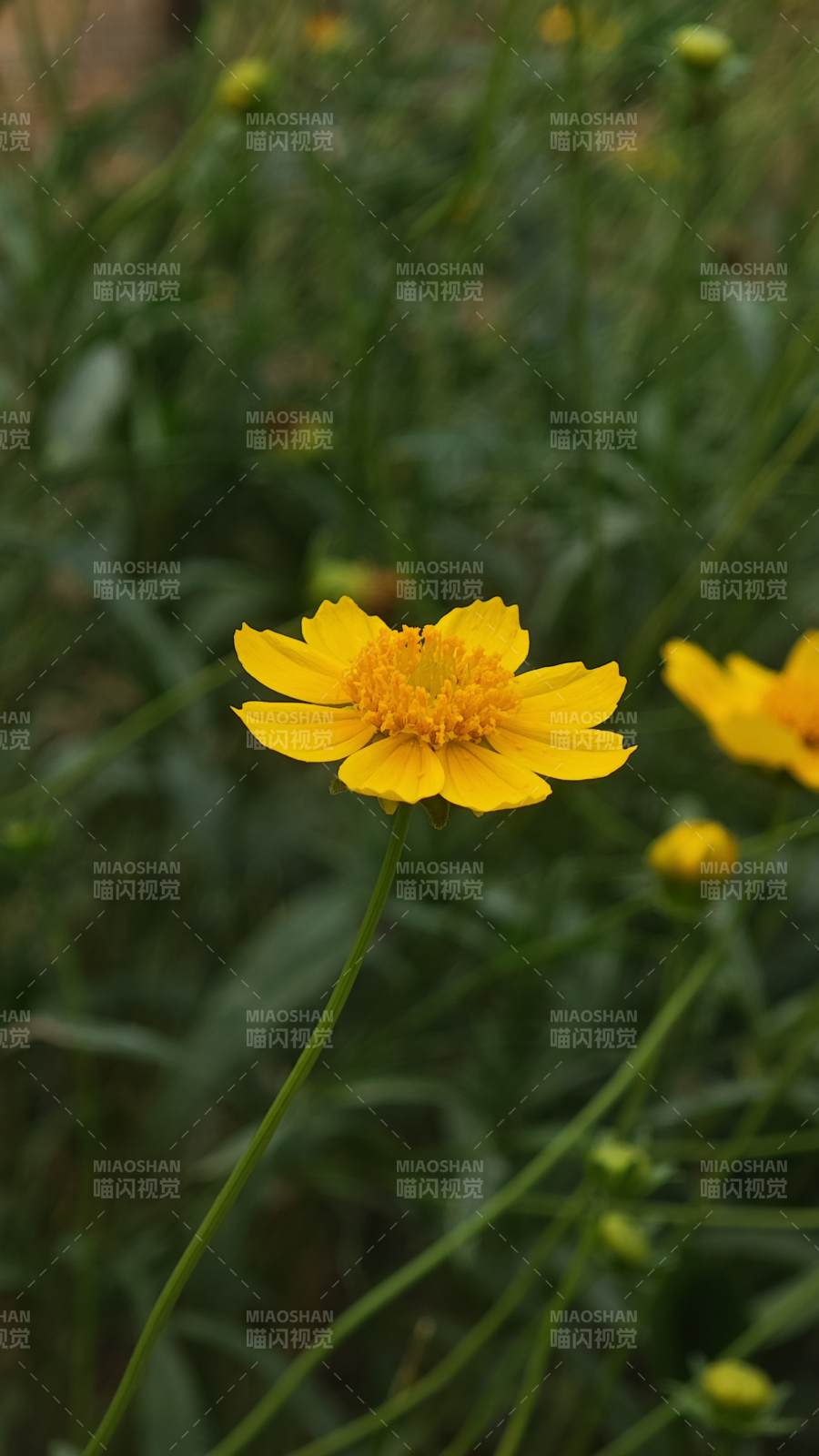 夏日黄花 绿叶相伴图片