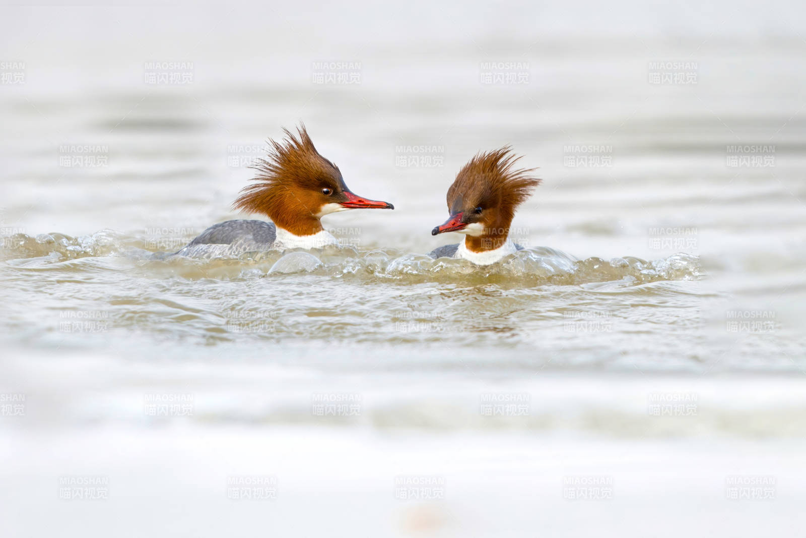 两只鸭子在水中嬉戏图片