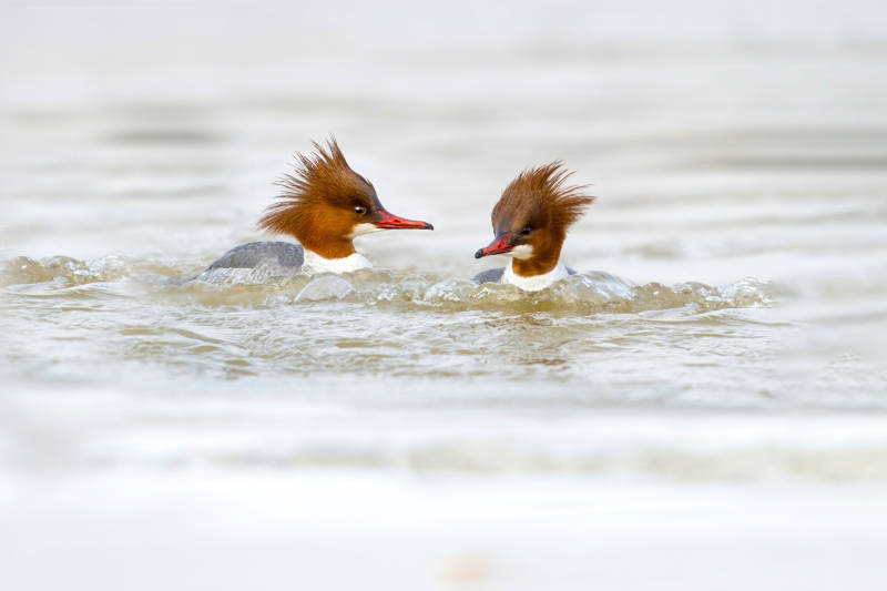 两只鸭子在水中嬉戏图片