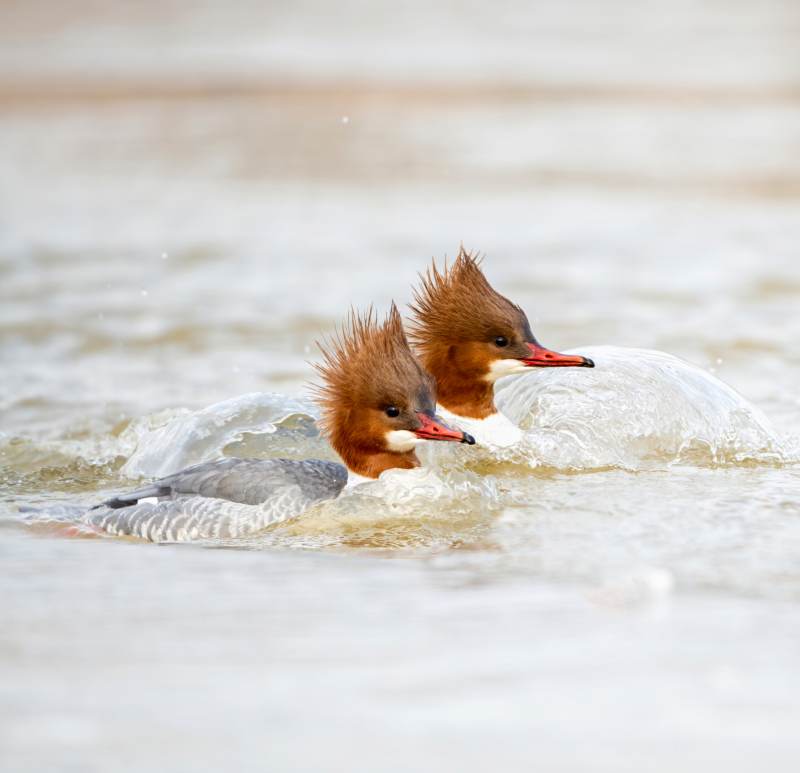 两只鸭子在水中嬉戏图片
