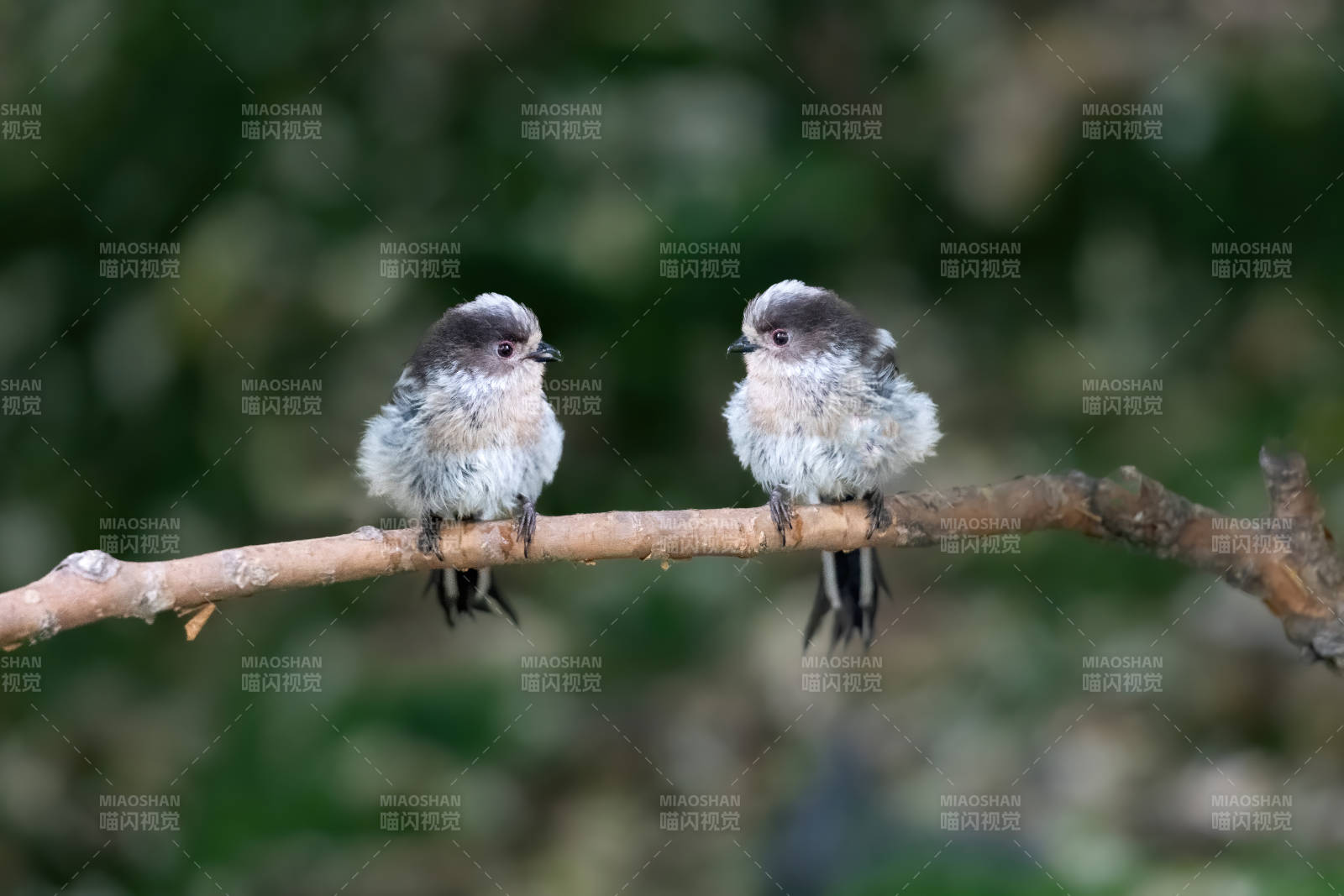 两只小鸟栖息枝头图片