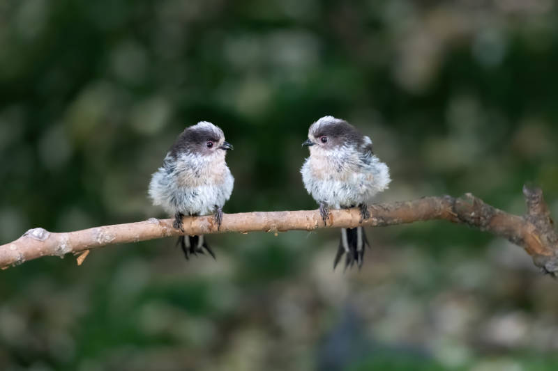 两只小鸟栖息枝头图片