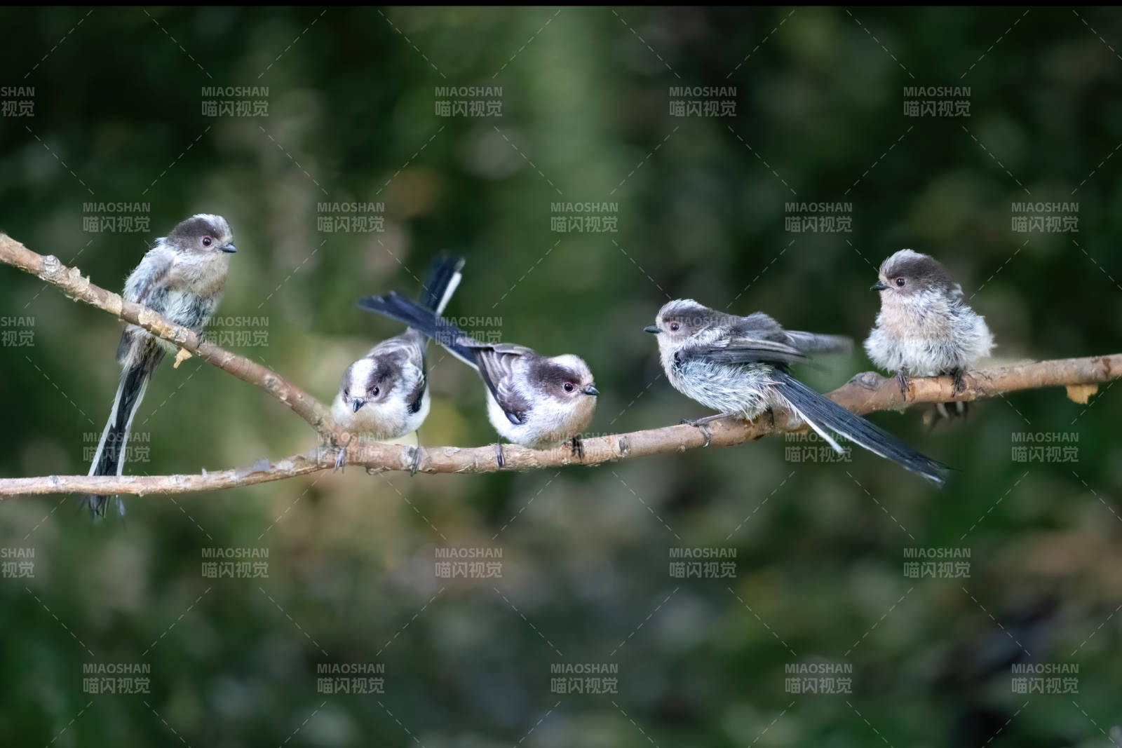 小鸟栖枝共欢乐图片