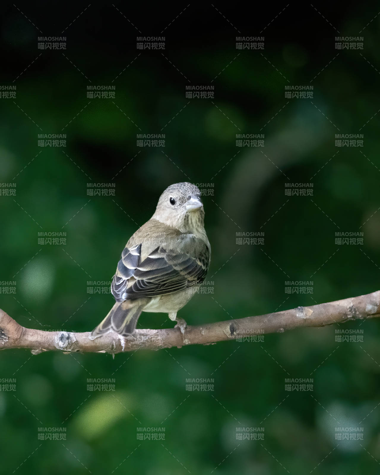 小鸟栖息树枝上图片
