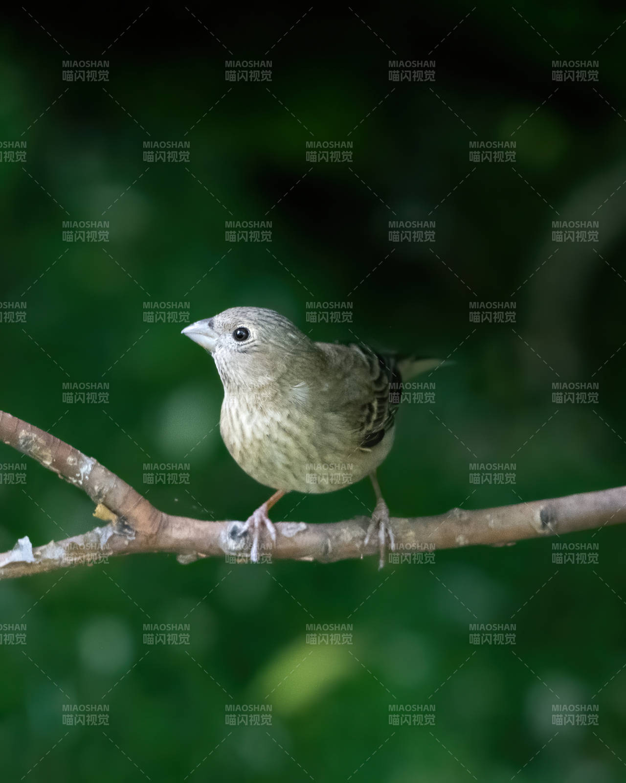 小鸟栖息树枝上图片