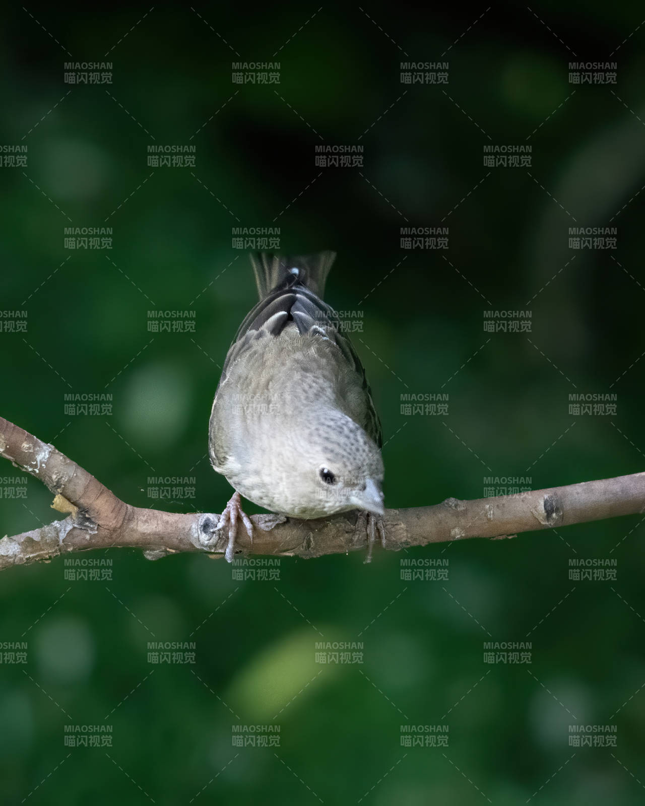 小鸟栖息枝头静观图片