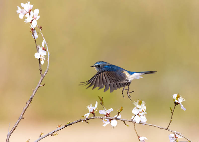 蓝鸟飞舞花枝间图片