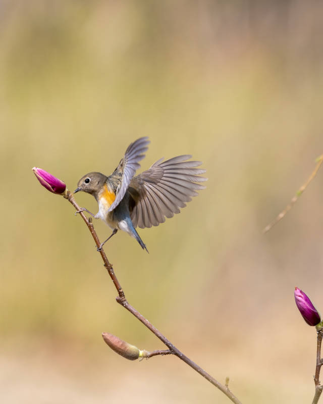 春日飞鸟与花蕾图片