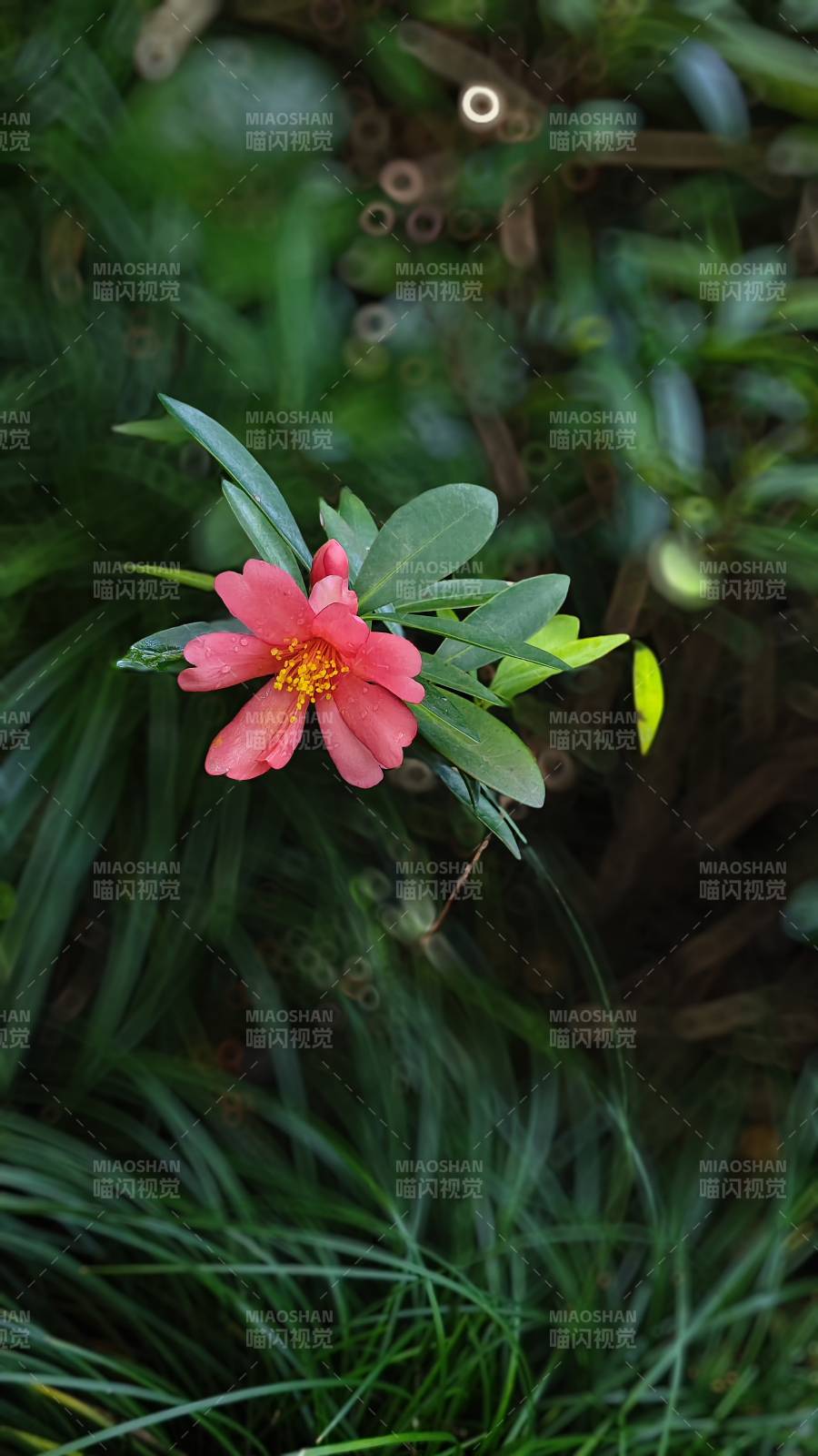 粉红花朵在绿叶中绽放图片